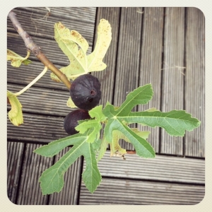 Figues du jardin !