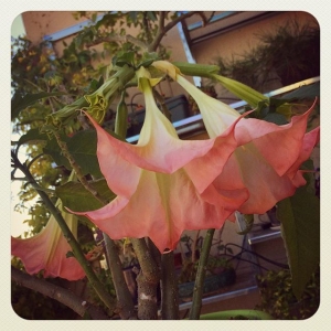 Le Datura est en pleine forme... Vous venez y goûter ? ;-)